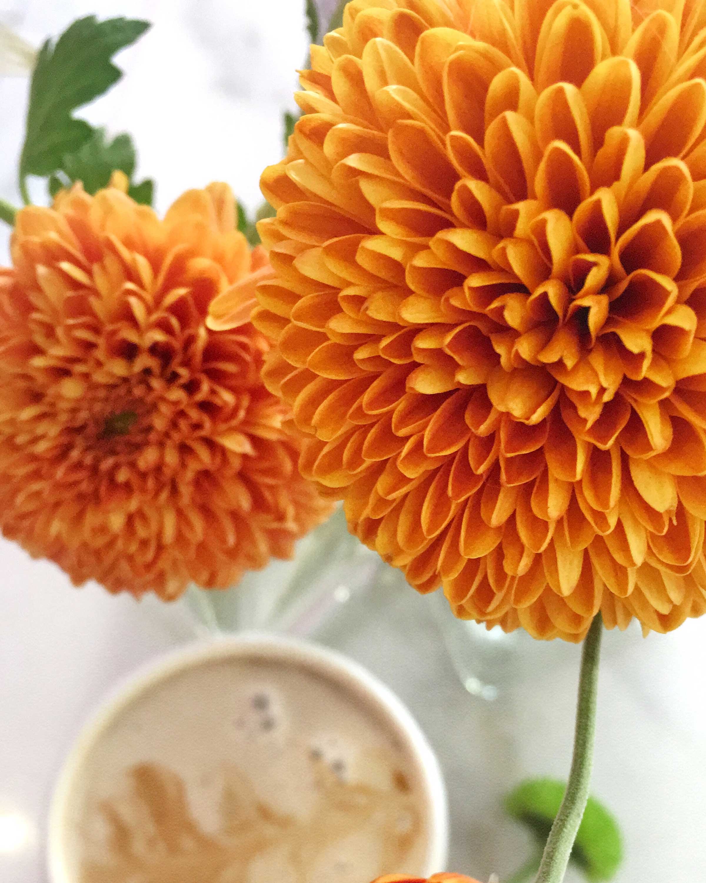 You can reach quality products by contacting our sales and marketing team for Chrysanthemum wholesales.
