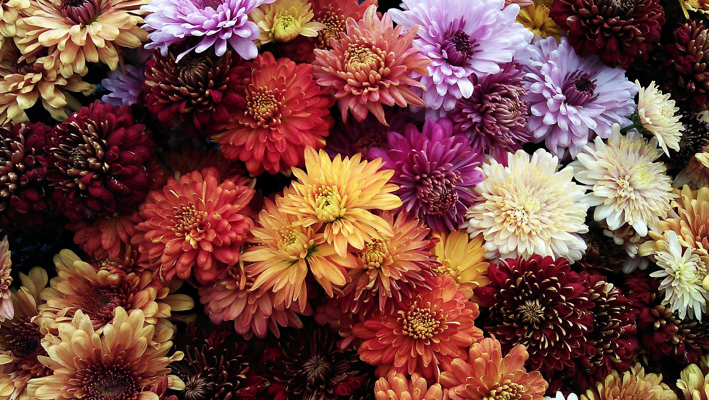 You can order flowers that are suitable for your customers among our hundreds of different types of chrysanthemums or that increase sales on special days.