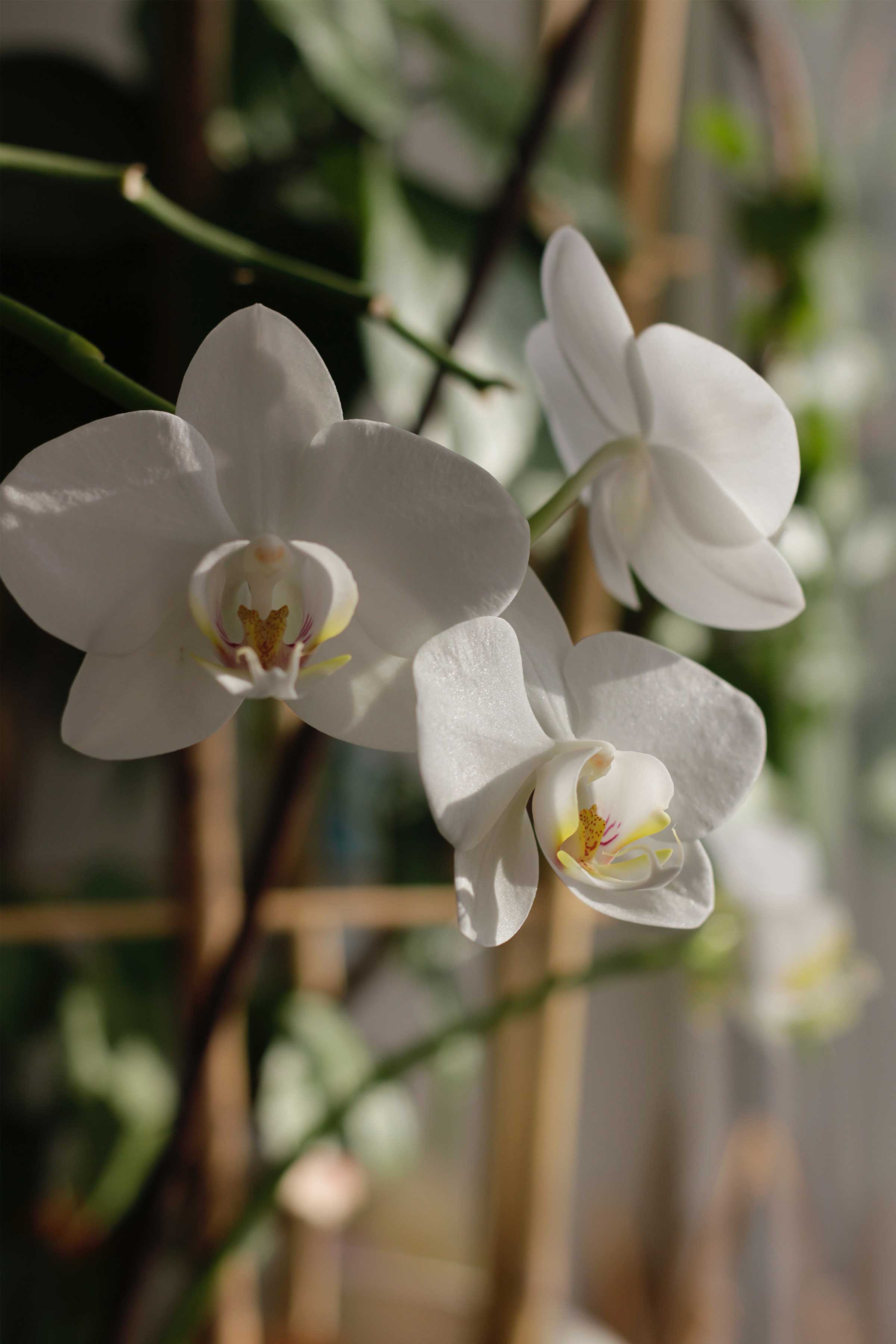 We produce Turkey's best quality orchids in our geothermal greenhouse and bring our orchid products to thousands of florists.